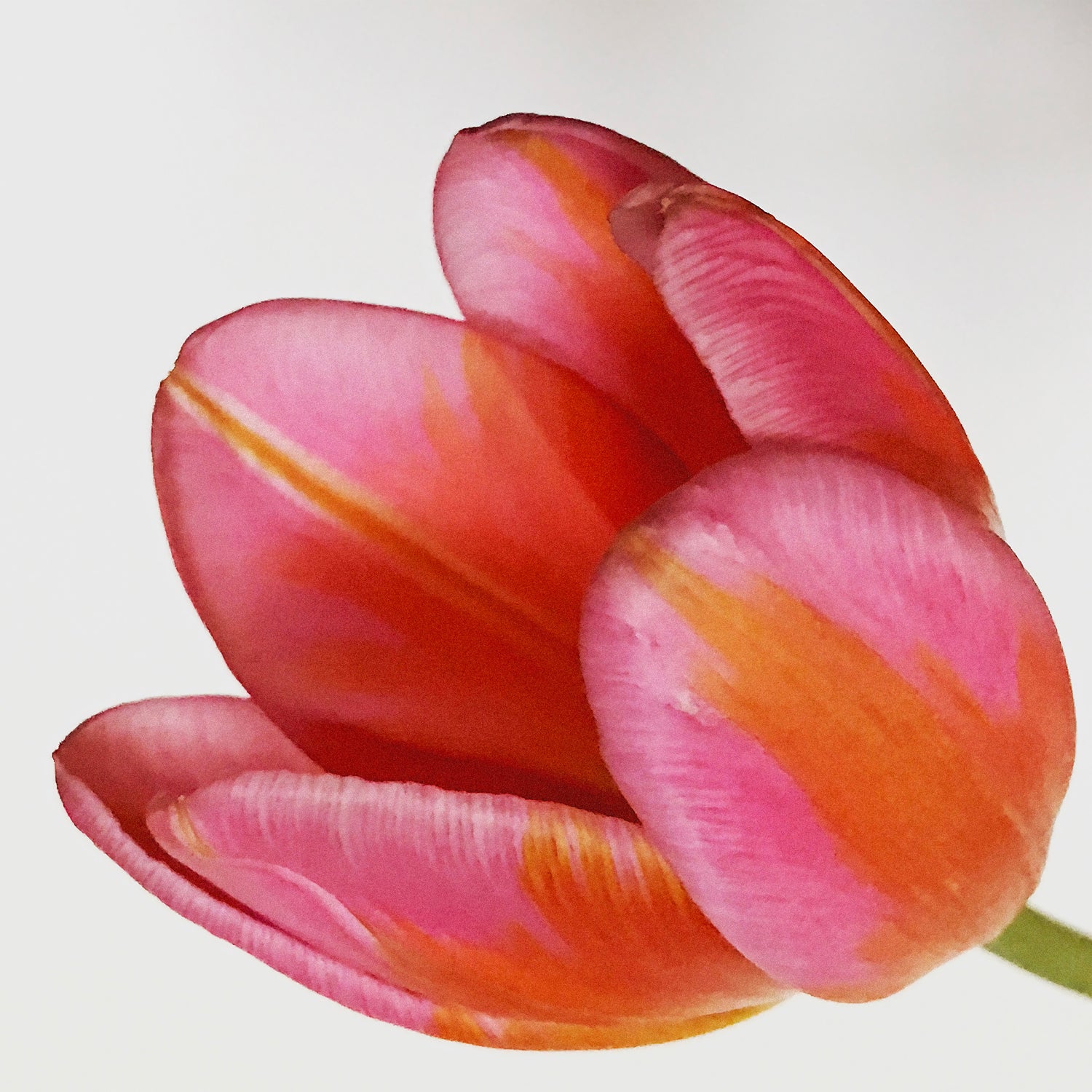 Inez and Vinoodh / DUTCH TULIP, 2019
